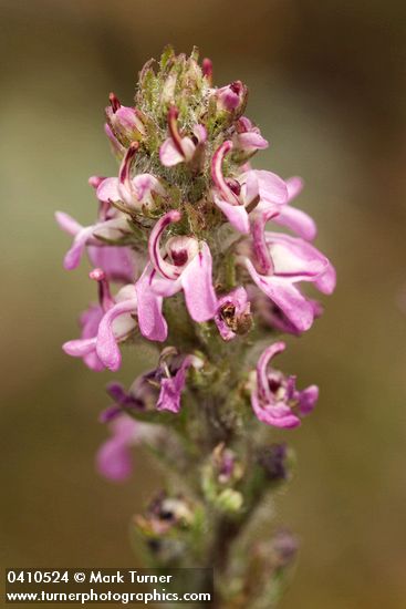 Pedicularis attollens