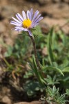 Aster alpigenus ssp. haydenii