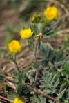 Potentilla drummondii ssp. breweri