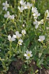 Bering Chickweed