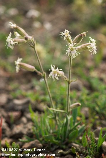 Silene oregana