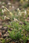 Silene oregana