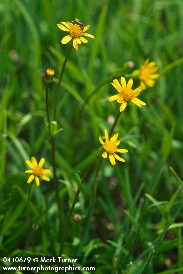 Packera cymbalarioides