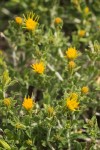 Discoid Goldenweed