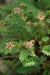 Ivesia baileyi var. beneolens