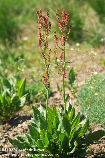 Rumex paucifolius