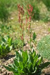 Mountain Sorrel