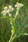 Sphenosciadium capitellatum