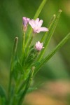 Common Willowherb blossoms & immature fruit detail
