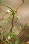 Linanthus harknessii