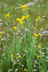 Meadow Arnica