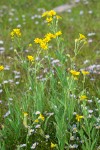 Arnica chamissonis