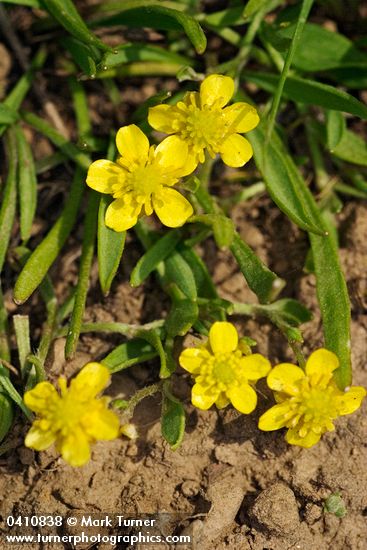 Ranunculus flammula