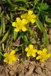 Creeping Buttercup blossoms & foliage detail