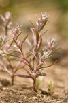 Polygonum polygaloides