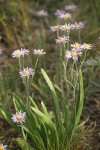 Erigeron corymbosus