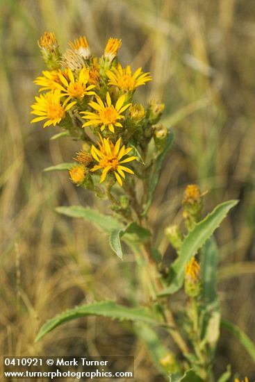 Pyrrocoma lanceolata