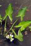 Sagittaria cuneata