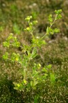 Potentilla rivalis