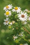 Eaton's Aster blossoms & foliage 