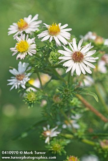 Symphyotrichum eatonii (Aster eatonii)