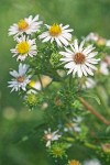 Eaton's Aster blossoms & foliage 