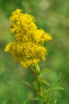 Solidago missouriensis