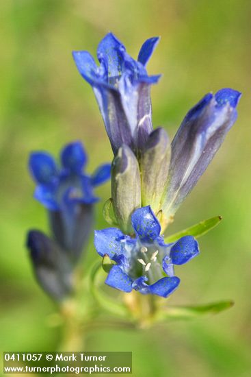 Gentiana affinis