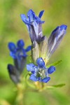 Marsh Gentian blossoms