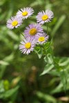 Erigeron subtrinervis