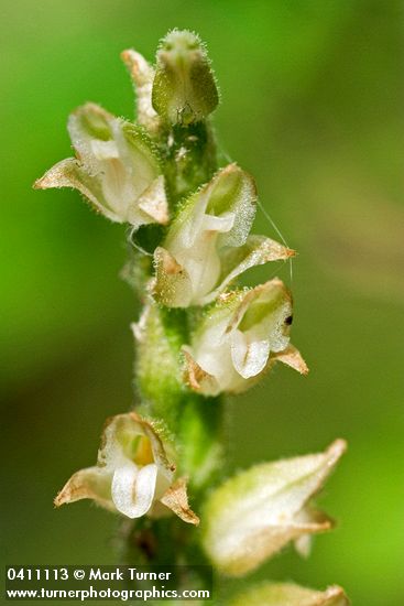 Goodyera oblongifolia