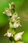 Rattlesnake-plantain blossoms detail