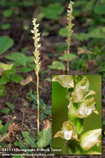 Goodyera oblongifolia