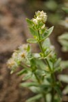 Many-flowered Bedstraw blossom, foliage & fruit