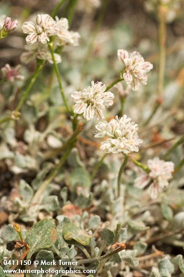 Eriogonum strictum