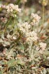 Strict Desert Buckwheat blossoms & foliage