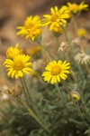 Erigeron chrysopsidis