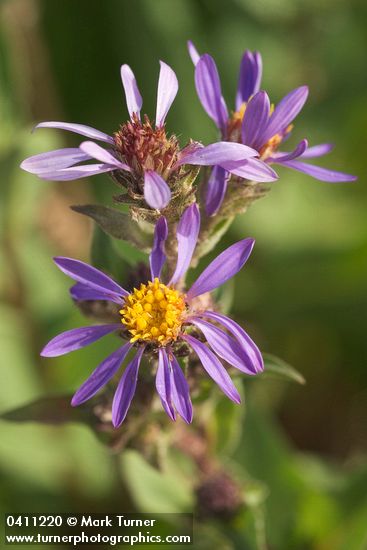 Eurybia integrifolia (Aster integrifolius)