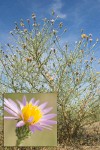 Hoary Aster against blue sky