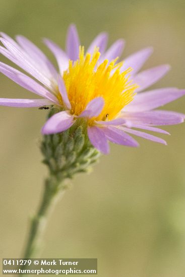 Machaeranthera canescens