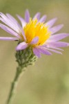 Hoary Aster blossom detail