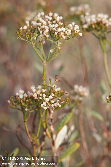 Eriogonum microthecum var. laxiflorum