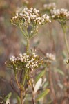 Slender Buckwheat blossoms & foliage