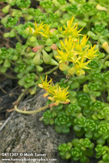 Sedum oreganum