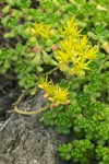 Sedum oreganum