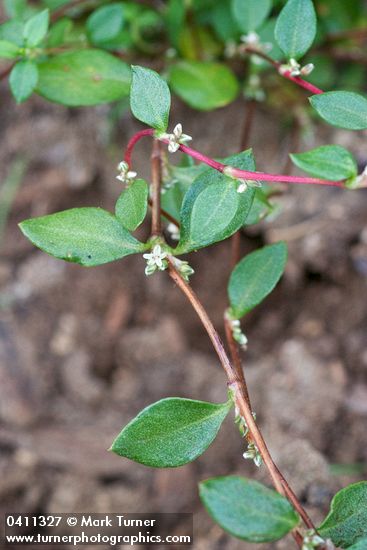 Polygonum minimum