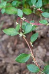 Broad-leaf Knotweed blossoms & foliage detail