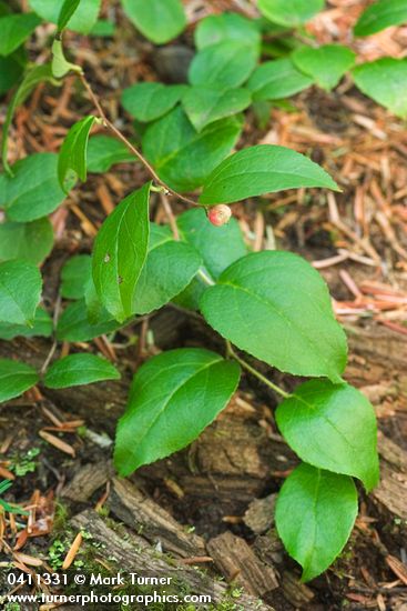 Gaultheria ovatifolia