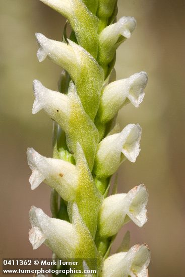 Spiranthes romanzoffiana