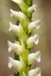 Hooded Ladies Tresses blossoms detail